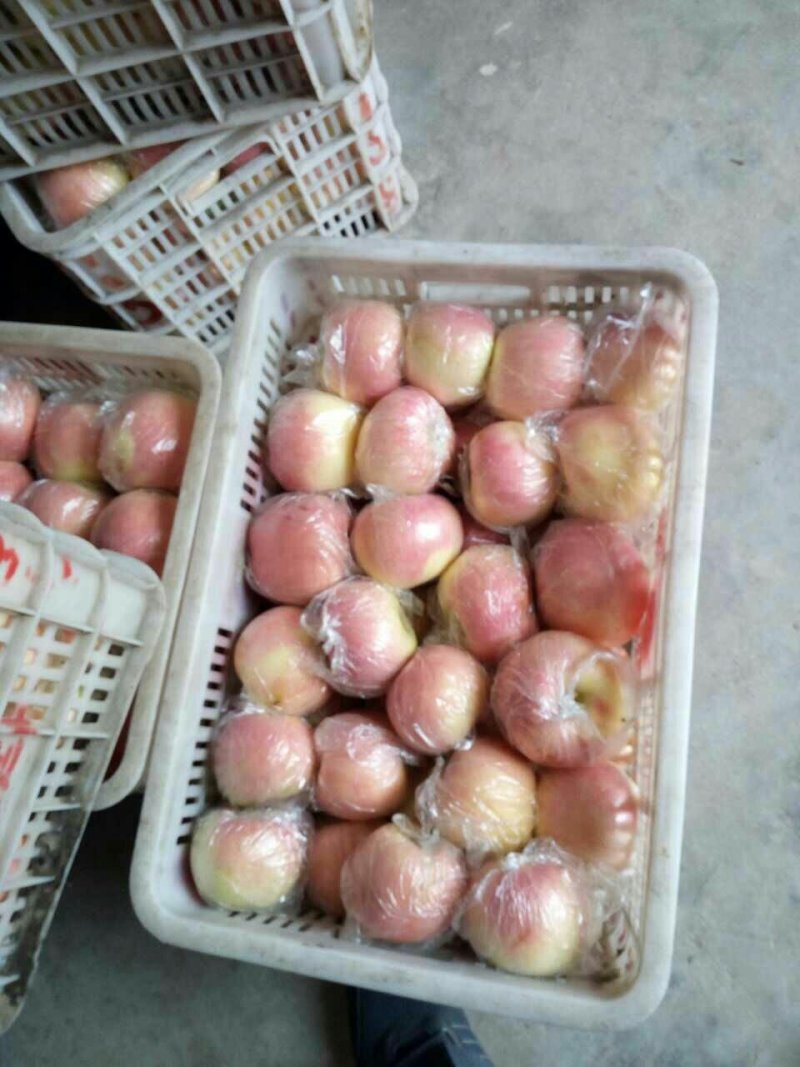 红将军苹果上市