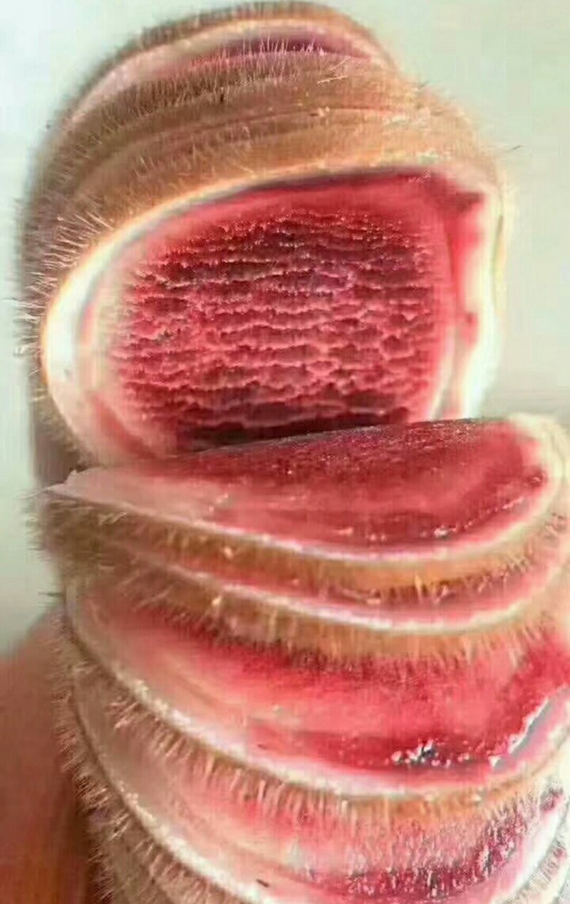 梅花鹿肉