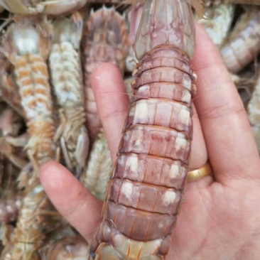 琵琶虾
