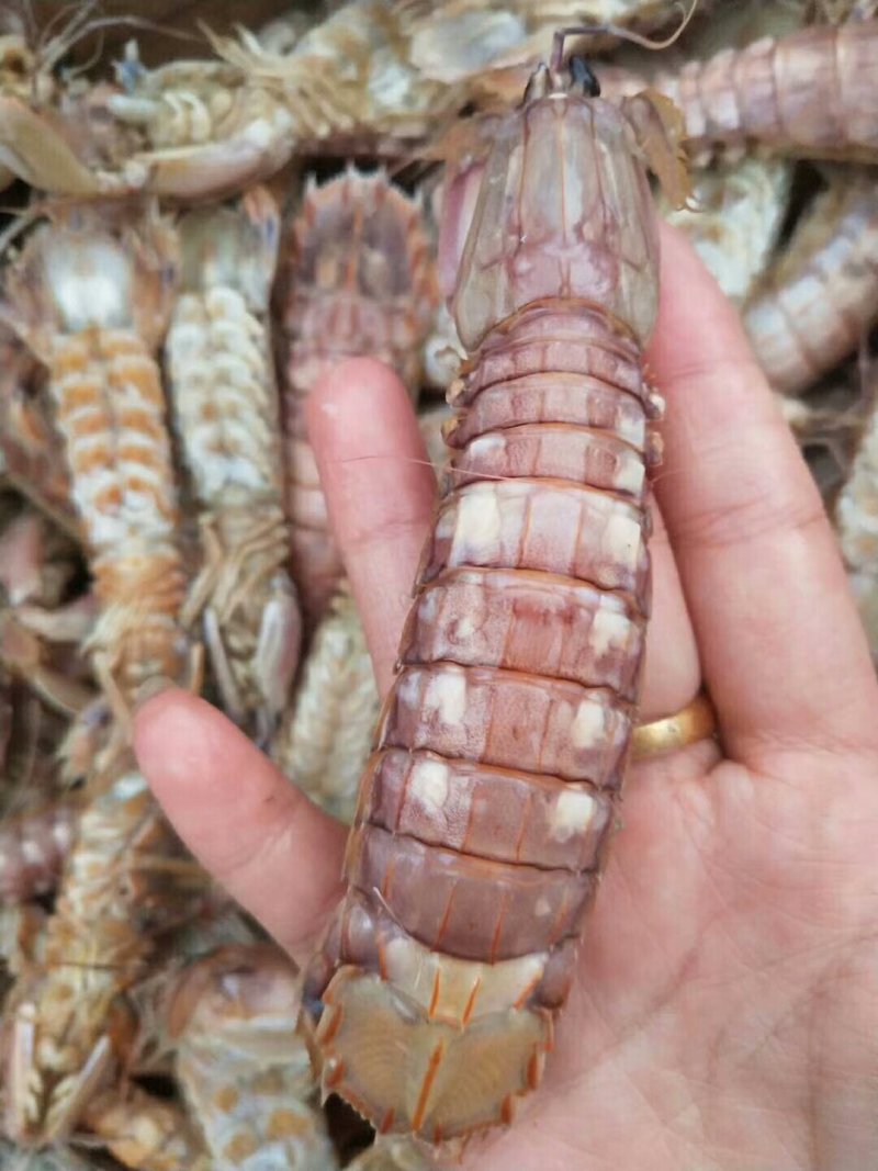 琵琶虾