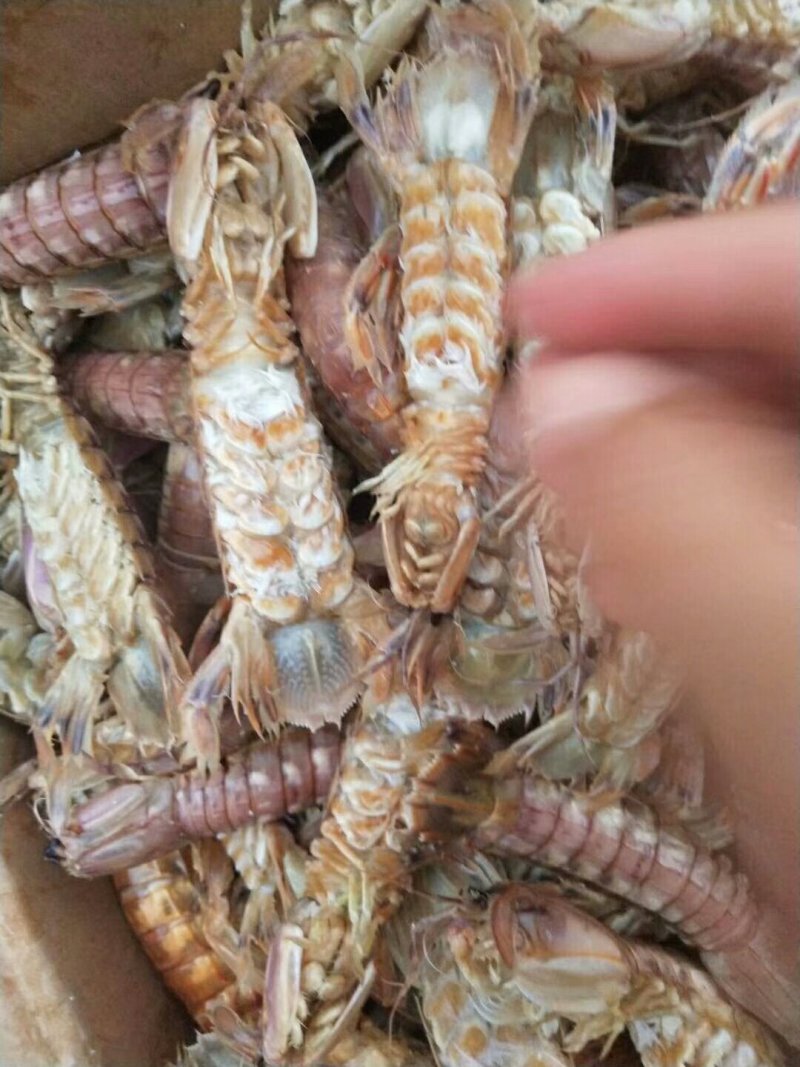 琵琶虾