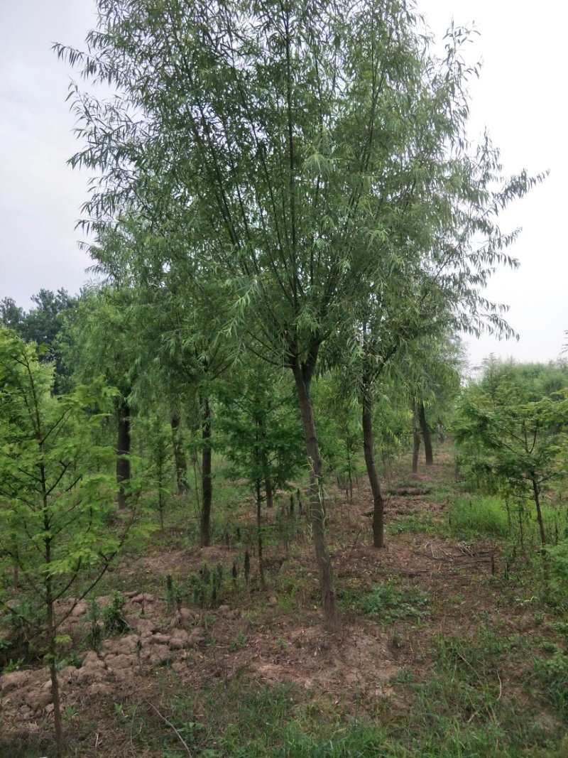 垂柳，5公分，30元一棵，规格齐全，苗圃一千余亩，服务至