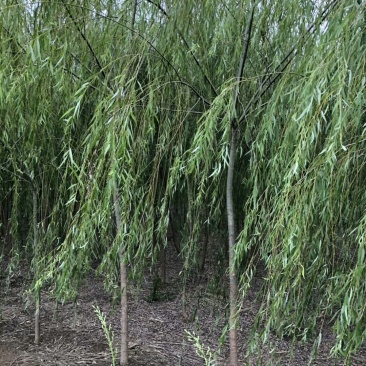 垂柳，5公分，30元一棵，规格齐全，苗圃一千余亩，服务至