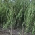 垂柳，5公分，30元一棵，规格齐全，苗圃一千余亩，服务至