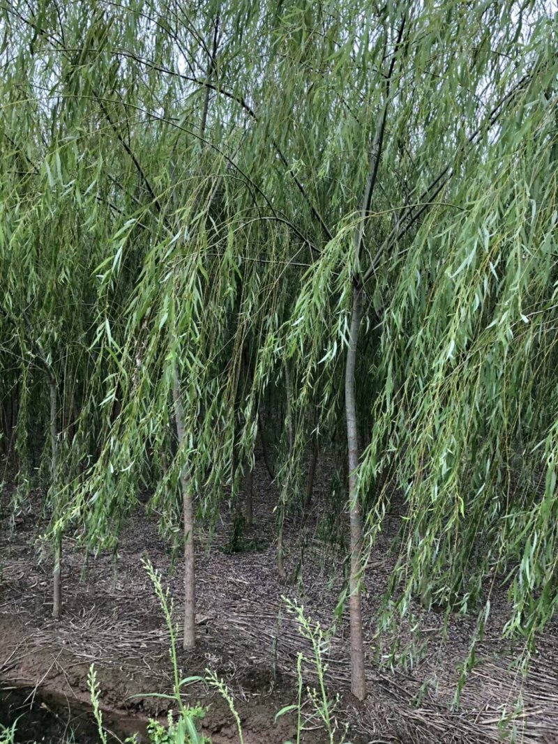 垂柳，5公分，30元一棵，规格齐全，苗圃一千余亩，服务至