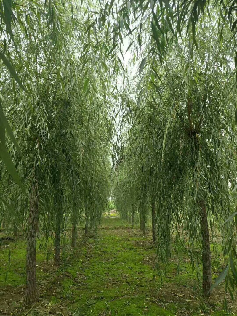 垂柳，5公分，30元一棵，规格齐全，苗圃一千余亩，服务至