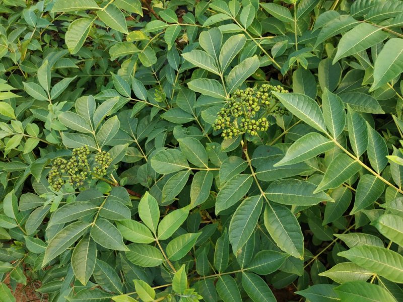 江西，樟树，中花吴茱萸苗木，