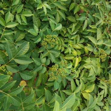 江西，樟树，中花吴茱萸苗木，