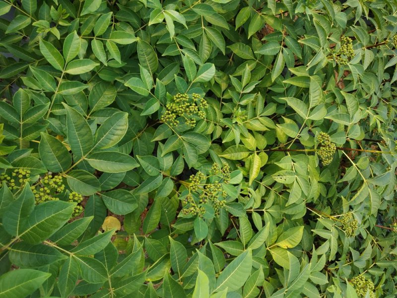 江西，樟树，中花吴茱萸苗木，