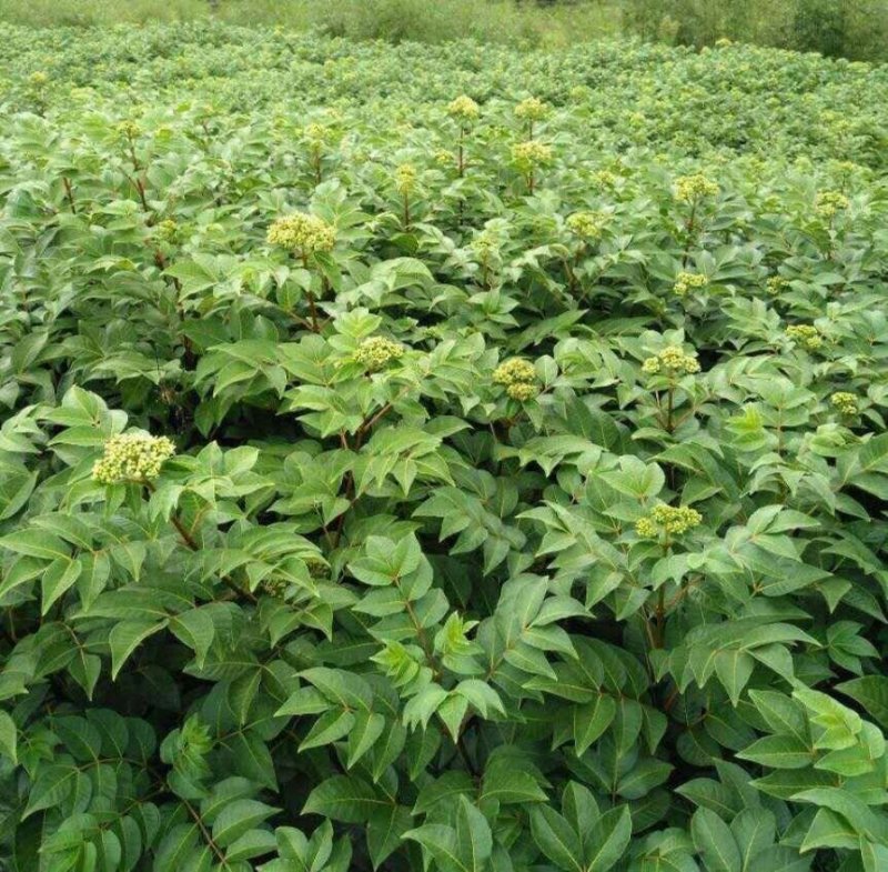 江西，樟树，中花吴茱萸苗木，