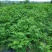 江西，樟树，中花吴茱萸苗木，