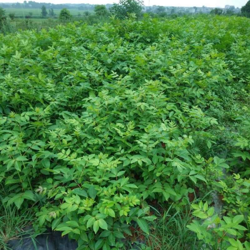 江西，樟树，中花吴茱萸苗木，