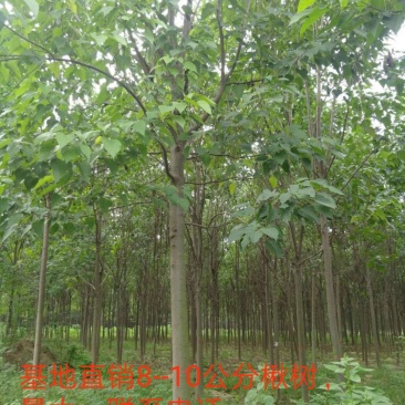 楸树