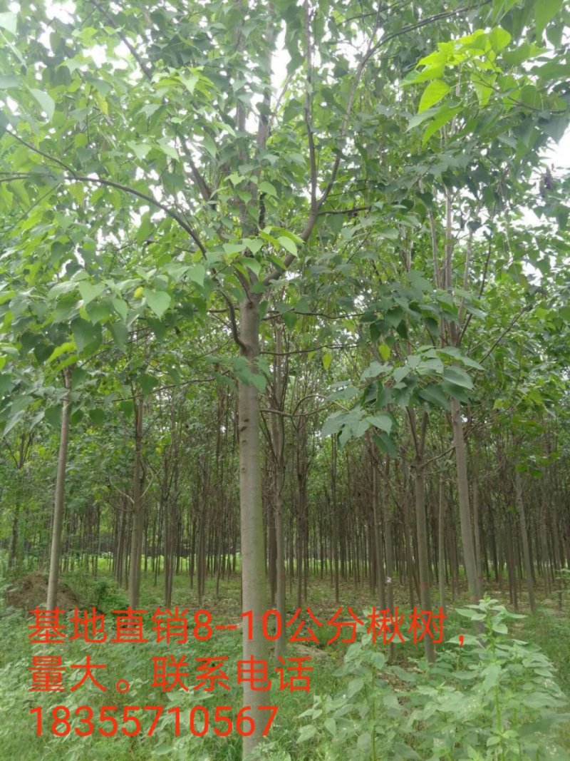 楸树