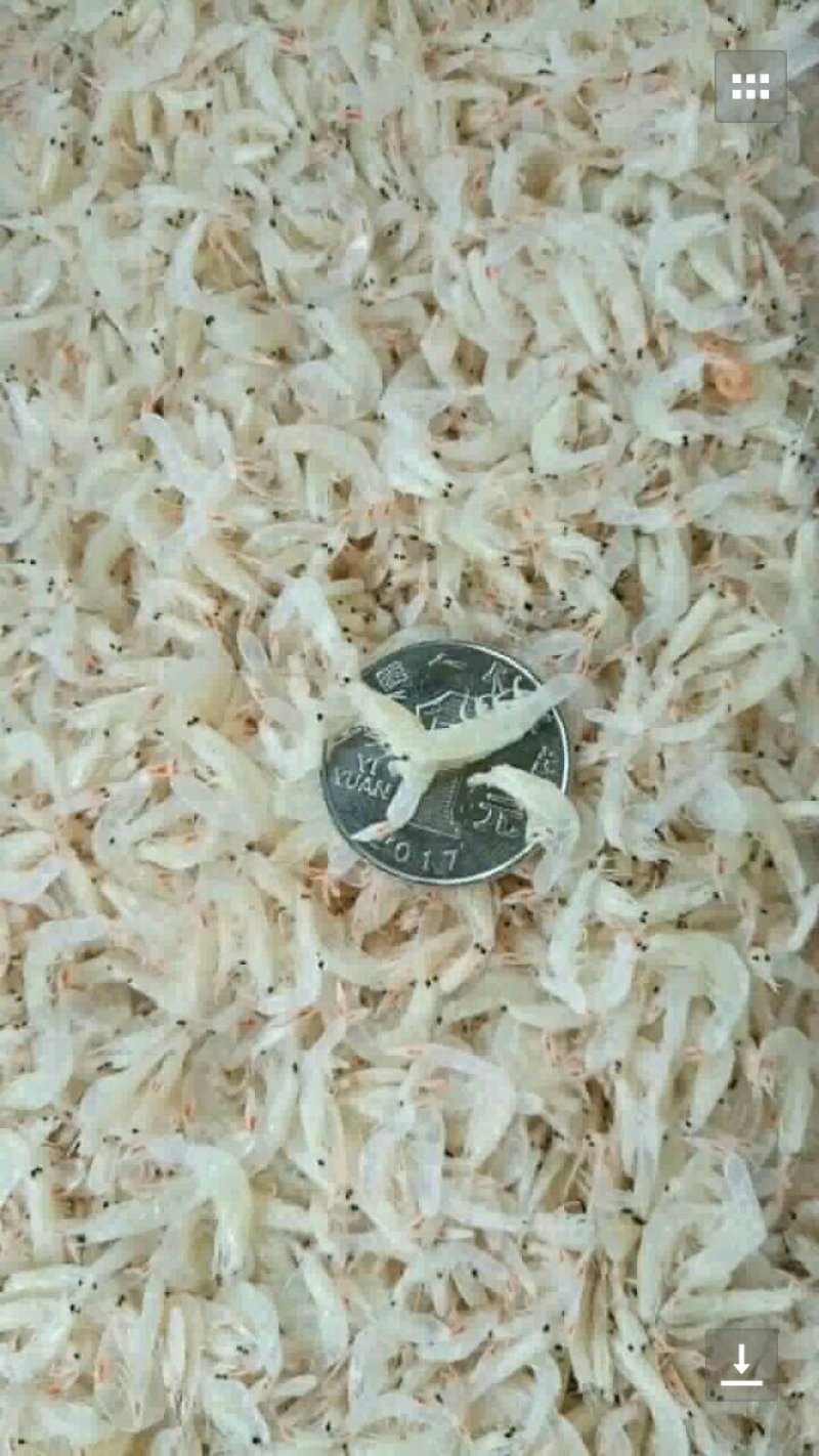 特级虾皮