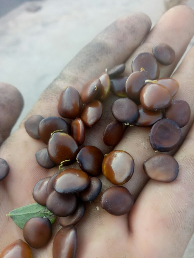 小皂角种子