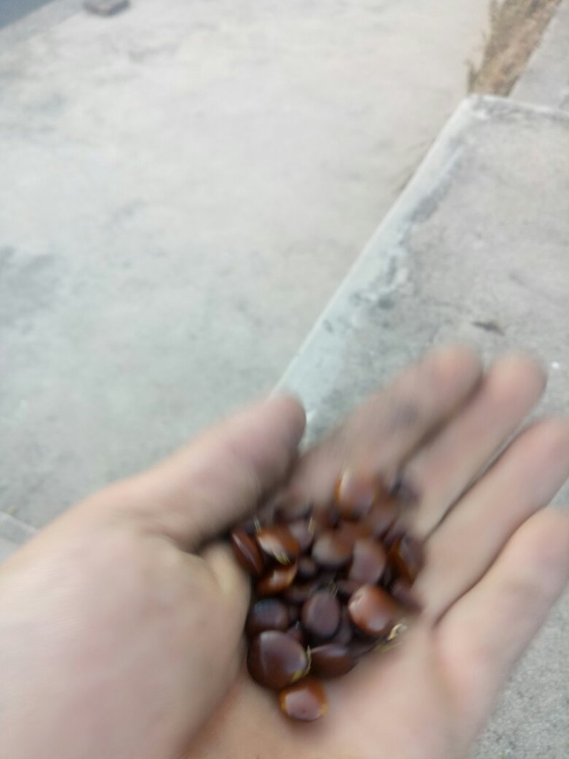小皂角种子