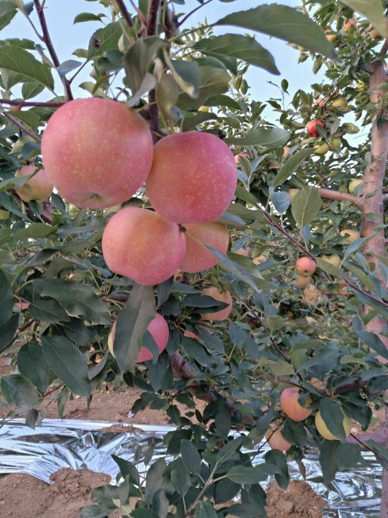 苹果🍎反光膜
