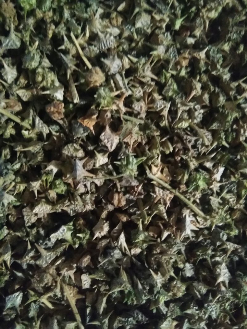 蒺藜供货