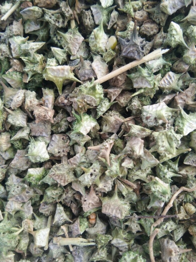蒺藜供货