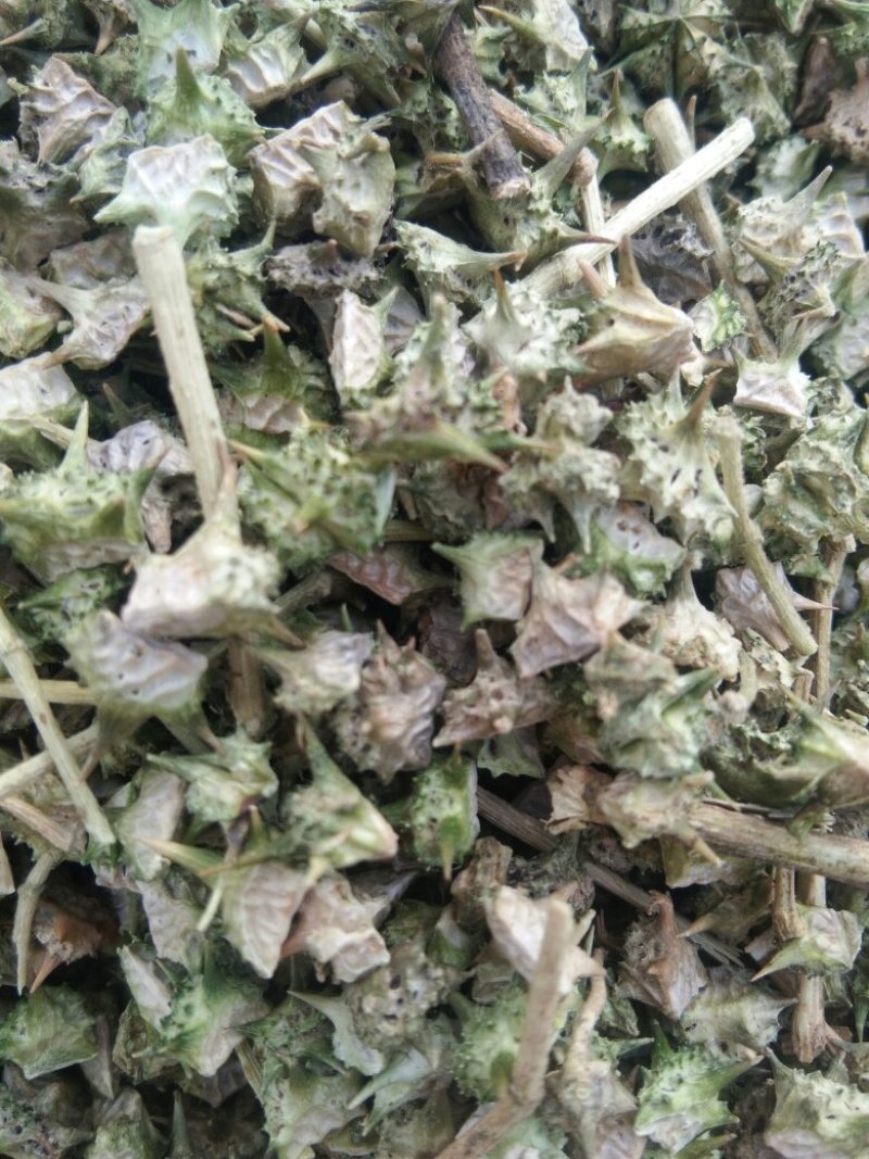 蒺藜供货