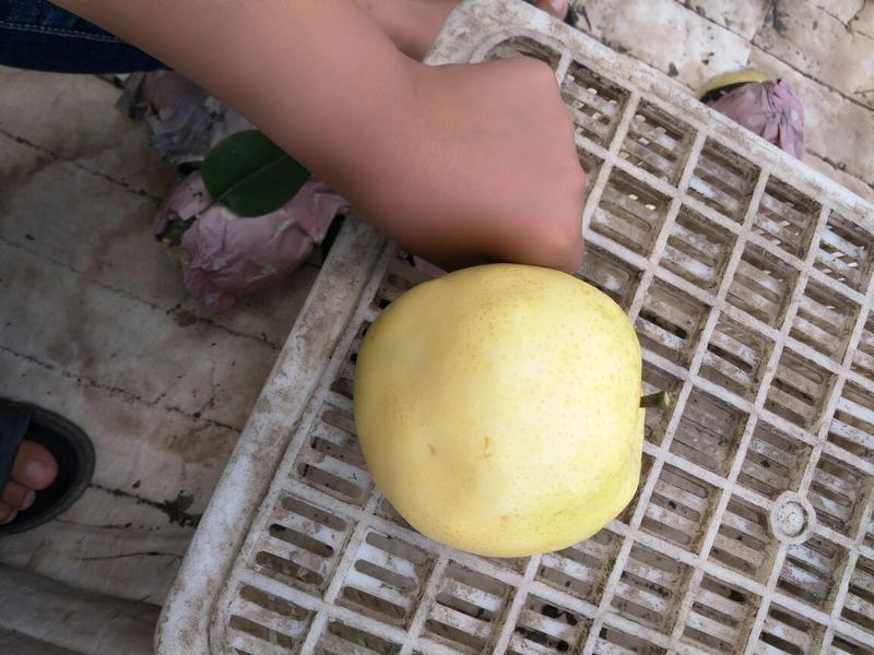 黄金梨脆甜，纸加膜，产地一手货源果园看货直采