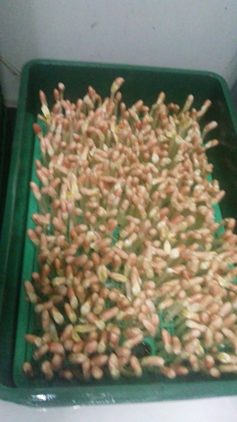 芽苗菜技术培训