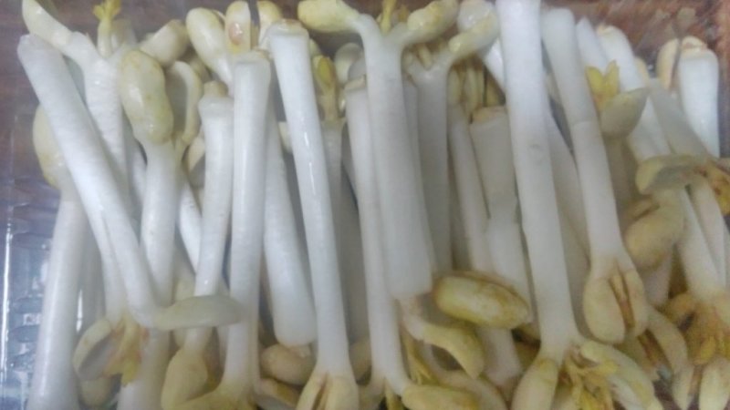 芽苗菜技术培训