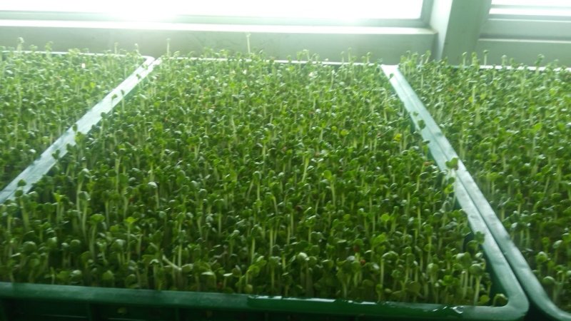 芽苗菜技术培训