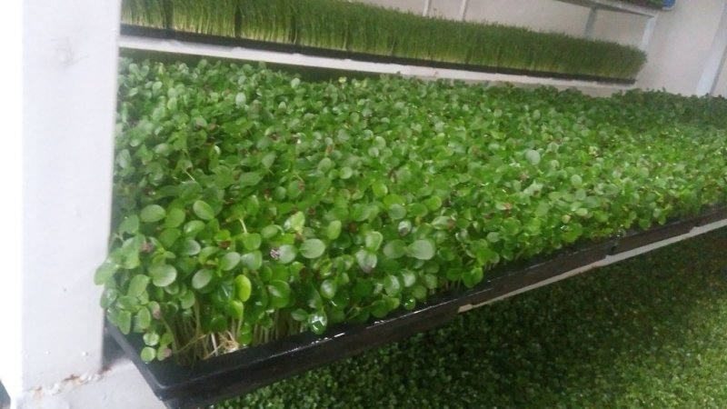 芽苗菜技术培训