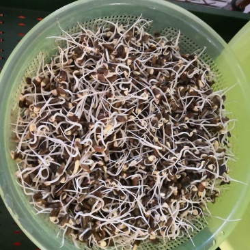 芽苗菜技术培训