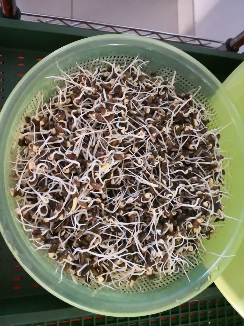 芽苗菜技术培训