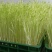 芽苗菜技术培训
