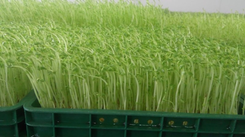 芽苗菜技术培训