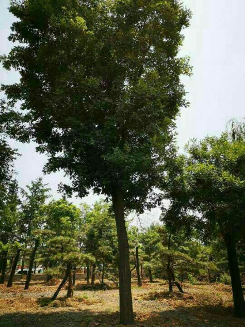 国槐