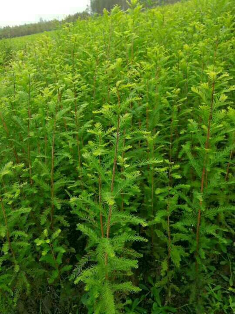 池杉，乔木，耐水，成活率高，树型优美，规格齐全，欢迎各位