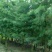 池杉，乔木，耐水，成活率高，树型优美，规格齐全，欢迎各位