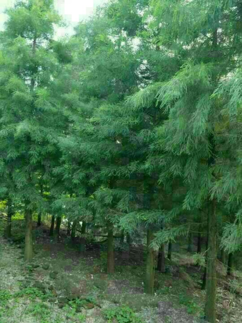 池杉，乔木，耐水，成活率高，树型优美，规格齐全，欢迎各位