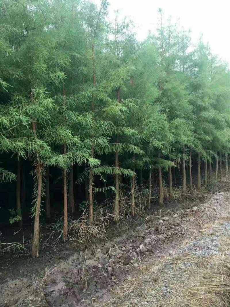 池杉，乔木，耐水，成活率高，树型优美，规格齐全，欢迎各位