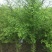 池杉，乔木，耐水，成活率高，树型优美，规格齐全，欢迎各位