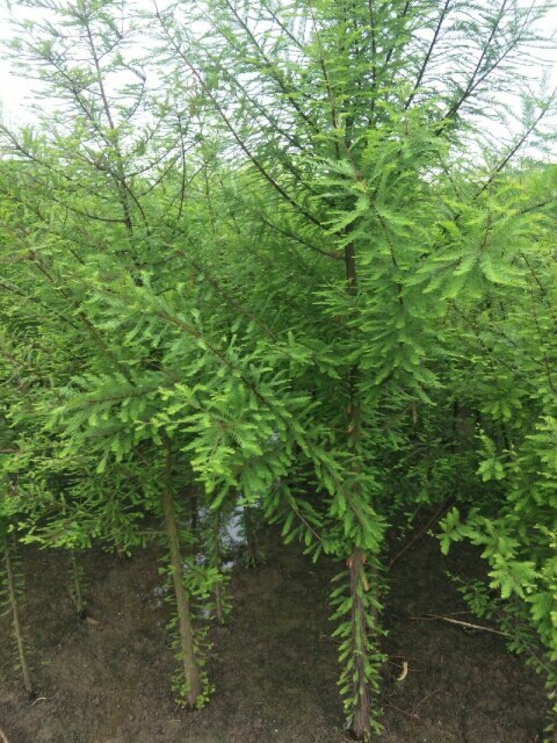 池杉，乔木，耐水，成活率高，树型优美，规格齐全，欢迎各位