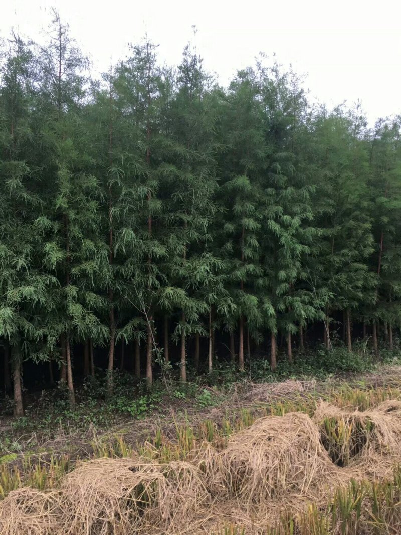池杉，乔木，耐水，成活率高，树型优美，规格齐全，欢迎各位