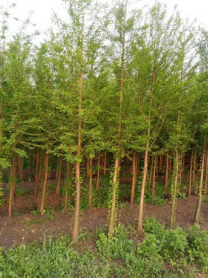 池杉，乔木，耐水，成活率高，树型优美，规格齐全，欢迎各位