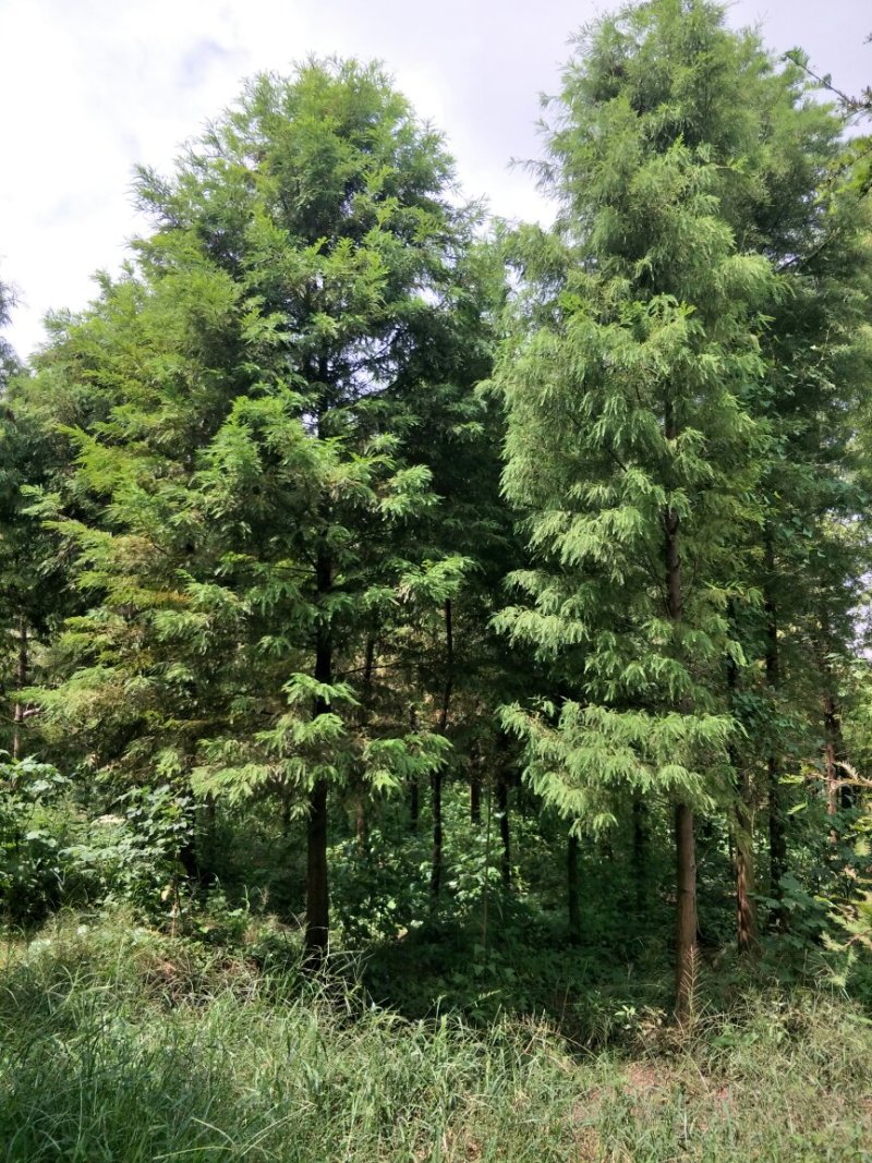 池杉，乔木，耐水，成活率高，树型优美，规格齐全，欢迎各位
