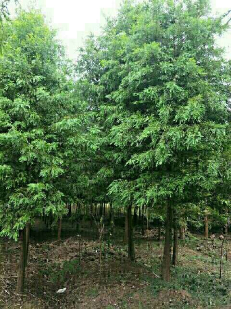 池杉，乔木，耐水，成活率高，树型优美，规格齐全，欢迎各位