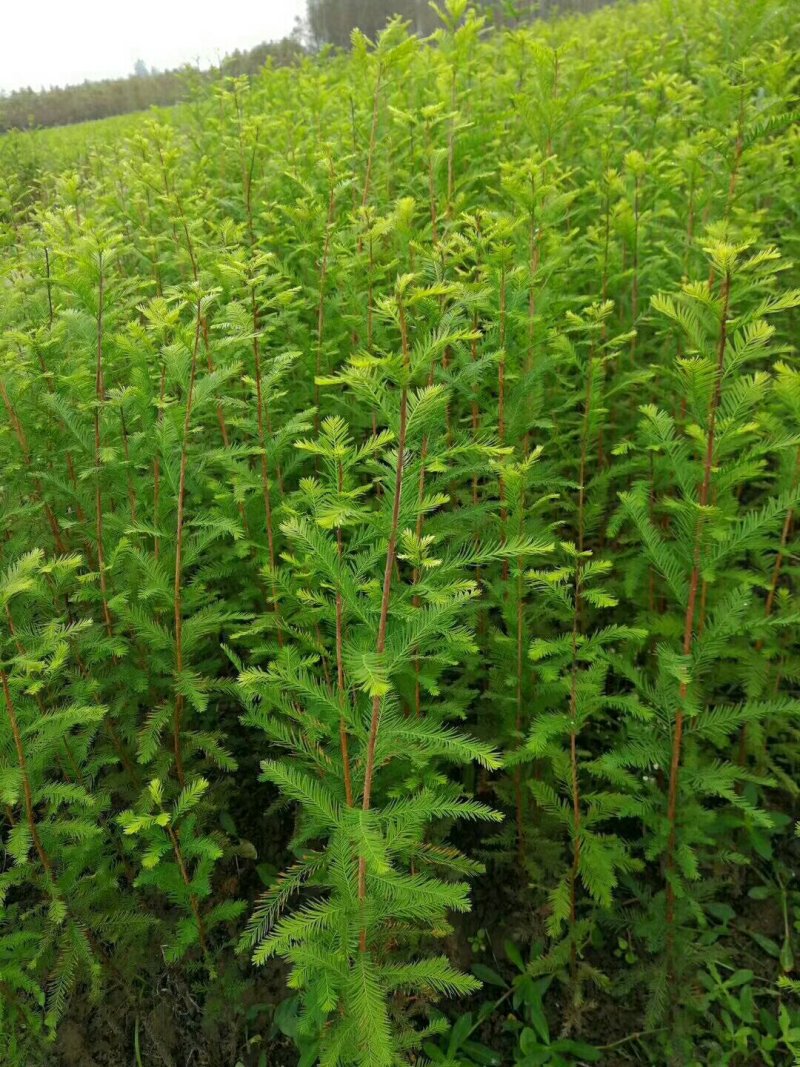 池杉，乔木，耐水，成活率高，树型优美，规格齐全，欢迎各位