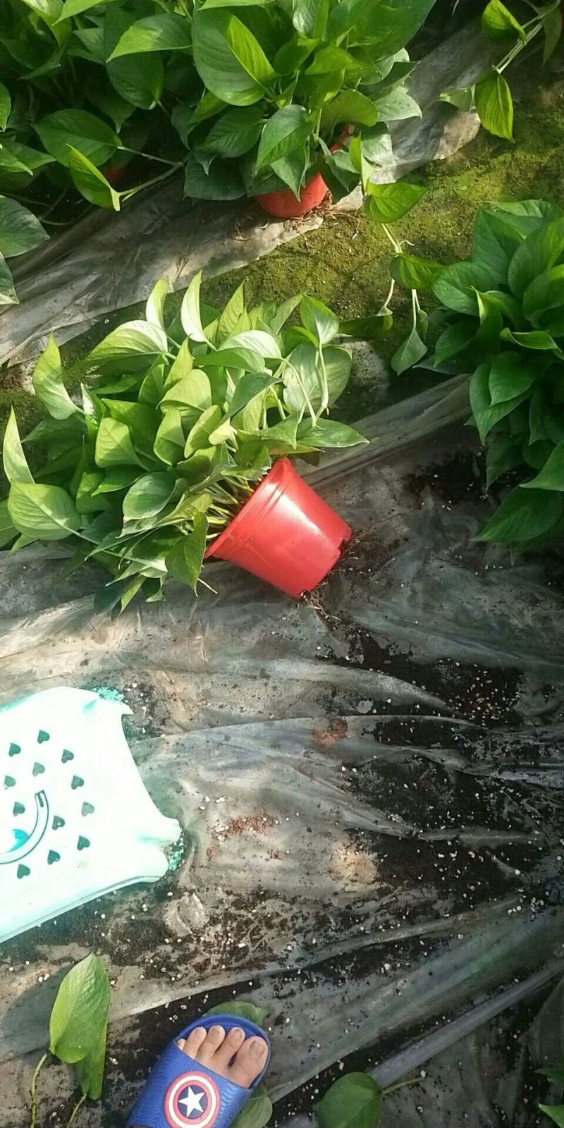 绿萝带自吸水八角红盆绿萝