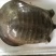 生态甲鱼2.5~3斤