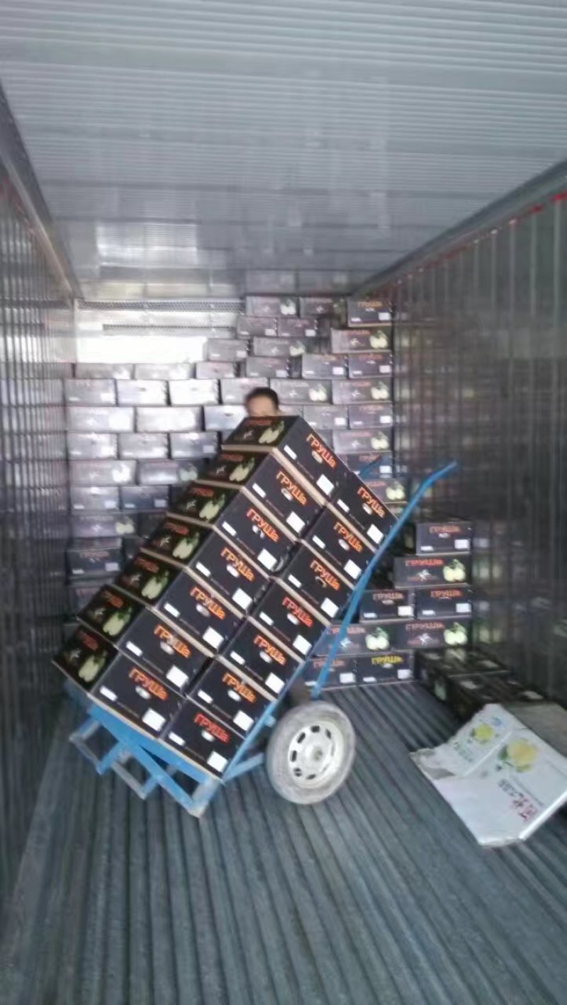 河北赵县皇冠梨产地冷库直供保证质量