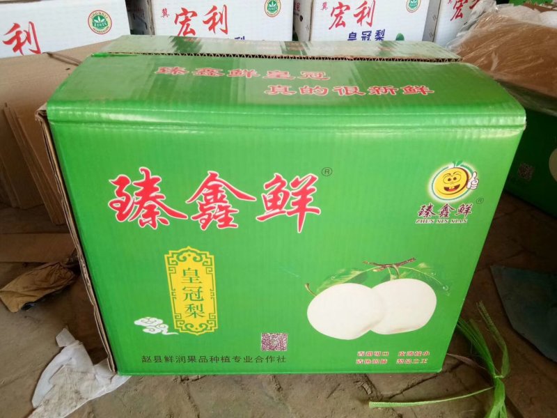 河北赵县皇冠梨产地冷库直供保证质量